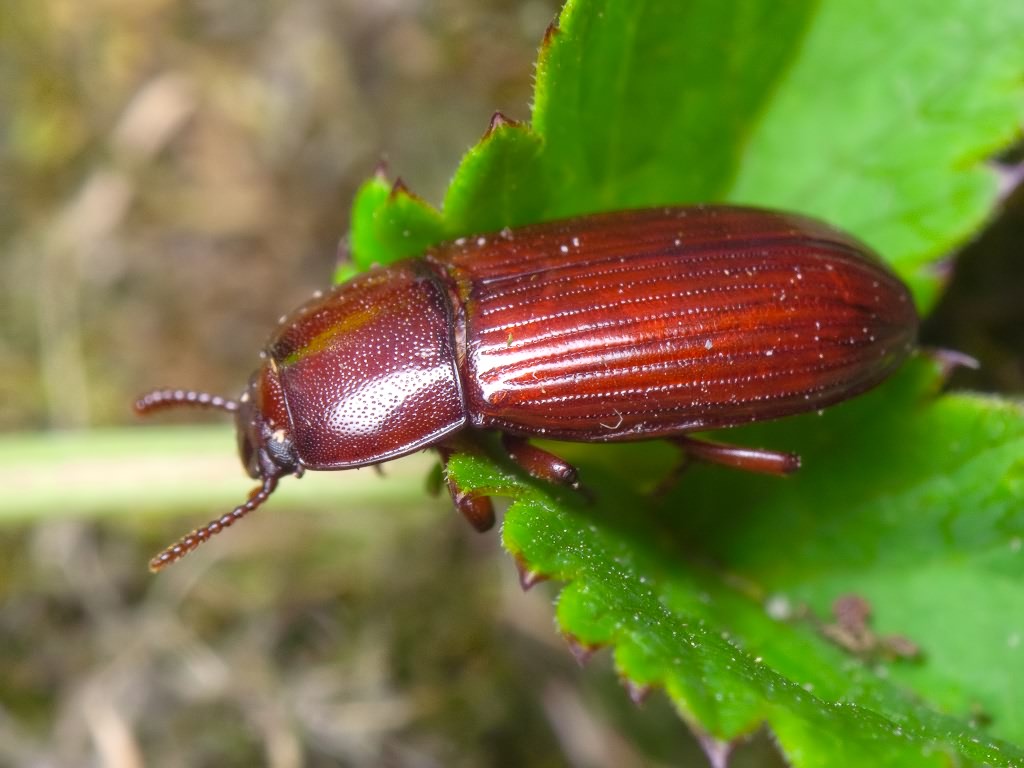 Uloma culinaris (Linnaeus, 1758)